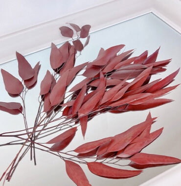 Eukalyptus,getrocknet, rot / Willow