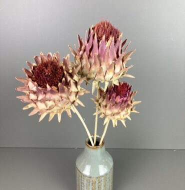 Getrocknete Artischocke, Cynara, Blüte auf Holzstab, 3 Stiele