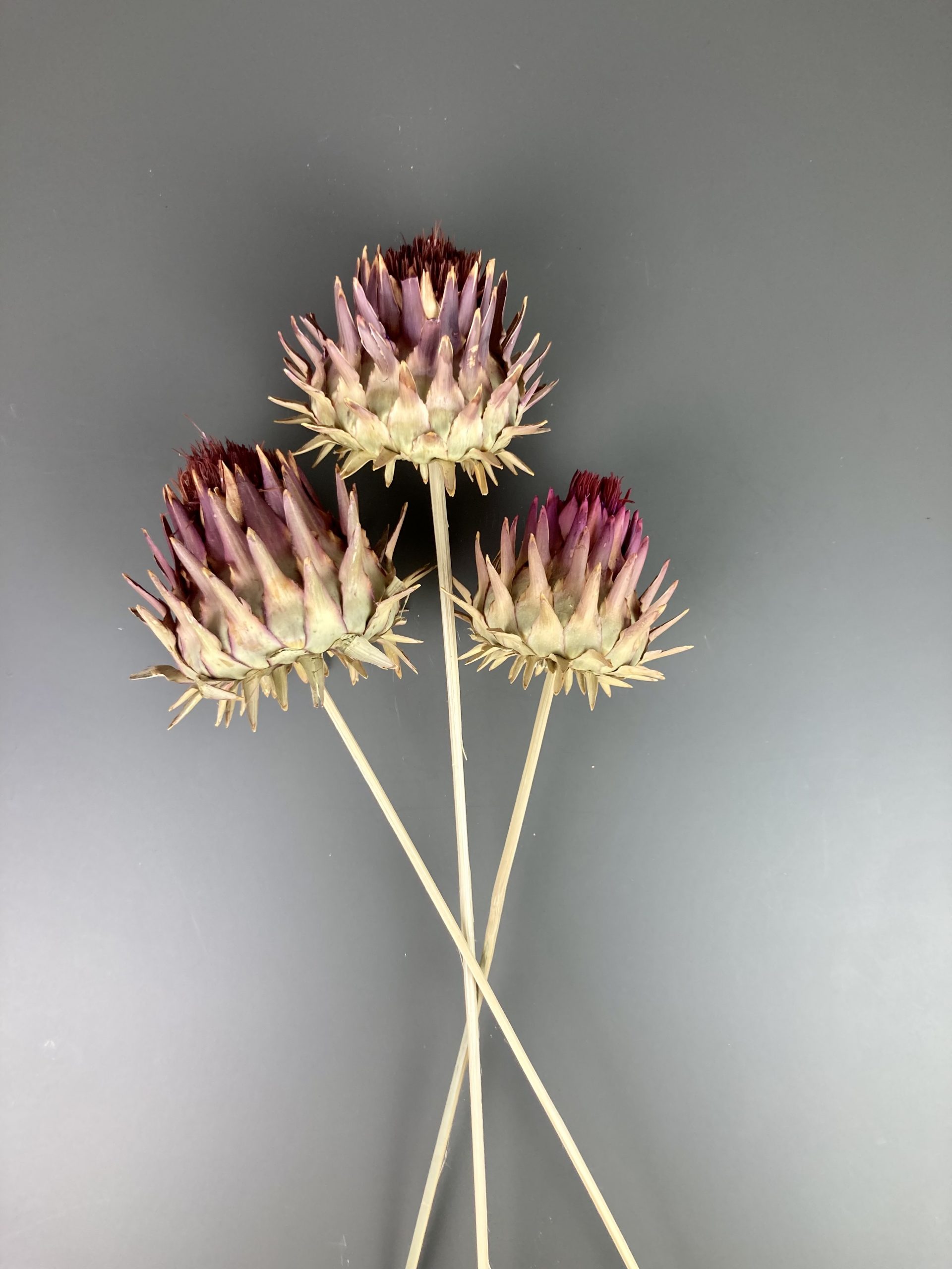 Getrocknete Artischocke, Cynara, Blüte auf Holzstab, 3 Stiele – Bild 2