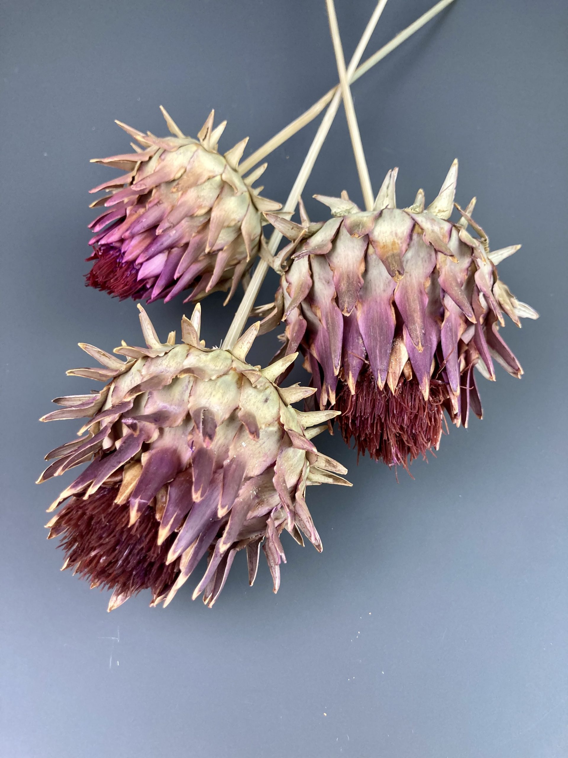 Getrocknete Artischocke, Cynara, Blüte auf Holzstab, 3 Stiele – Bild 3