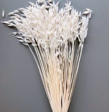 Getrockneter Hafer, weiß - Avena - Natürlicher Wildhafer - Boho Deko