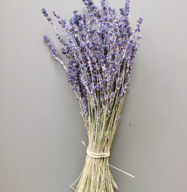 Getrockneter Lavendel aus Italien