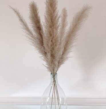 Pampasgras XL fluffy, getrocknet, große Puschel, 3 Stiele