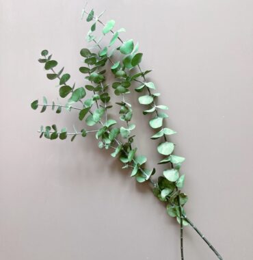 Getrocknete Baby-Eukalyptus - konserviert rot/grün