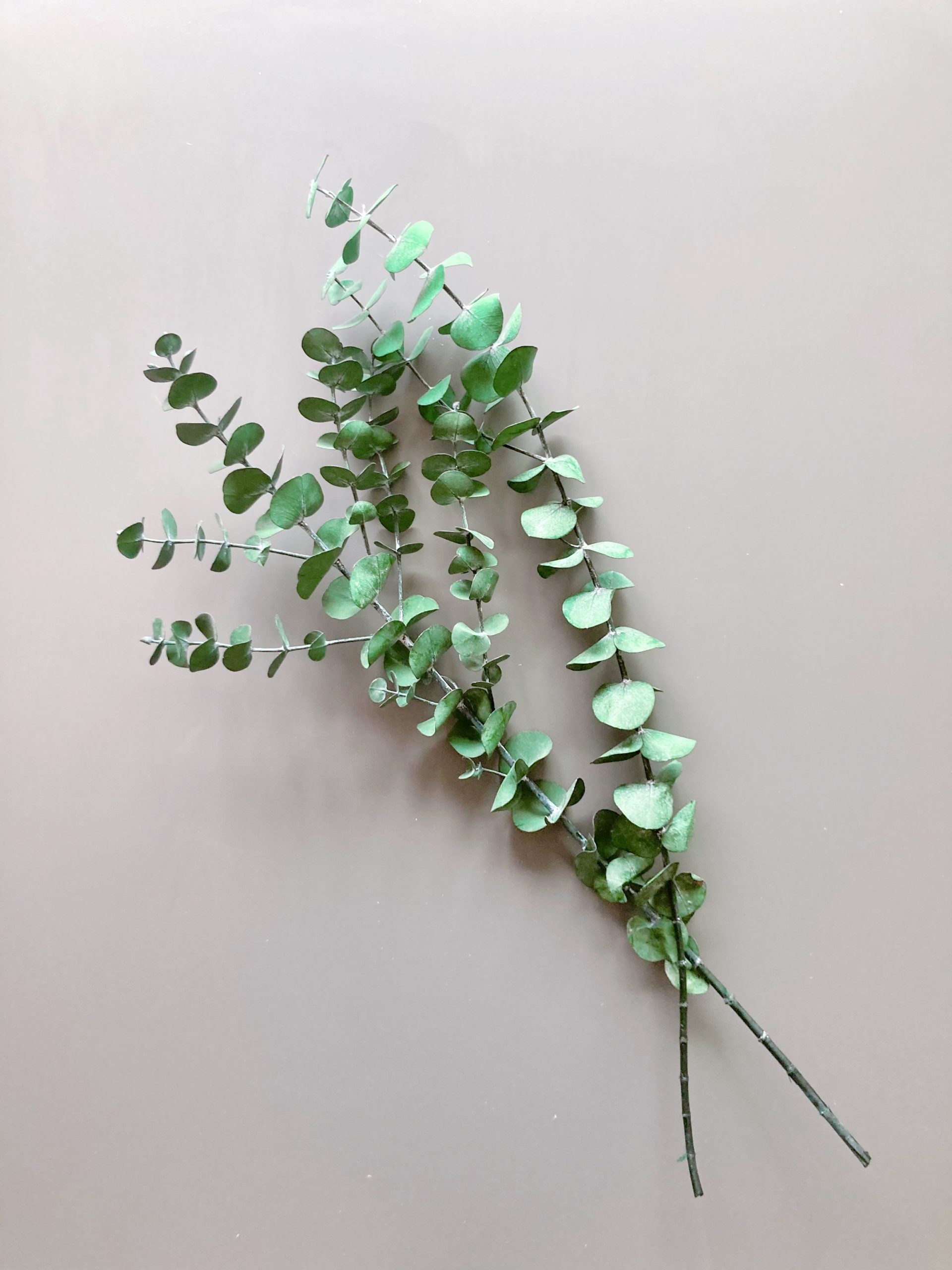 Natural Dried Baby Eucalyptus - preserved red/green