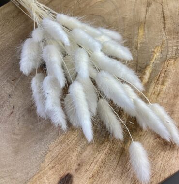 Lagurus getrocknet weiß – Trockenblumen – Bunny Tails – Konservierte samtig weiche Gräser für natürliche Dekoration