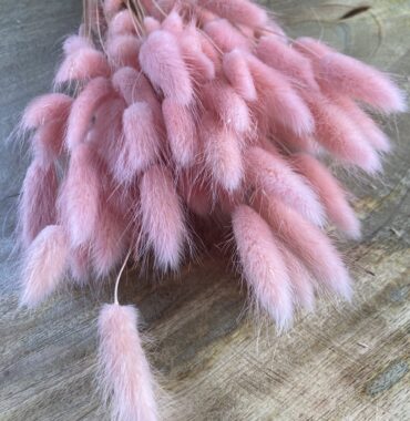 Lagurus getrocknet rosa – Trockenblumen – Bunny Tails – Konservierte samtig weiche Gräser für natürliche Dekoration