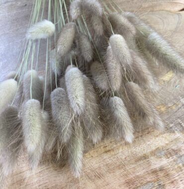 Lagurus getrocknet natur – Trockenblumen – Bunny Tails – Konservierte samtig weiche Gräser für natürliche Dekoration