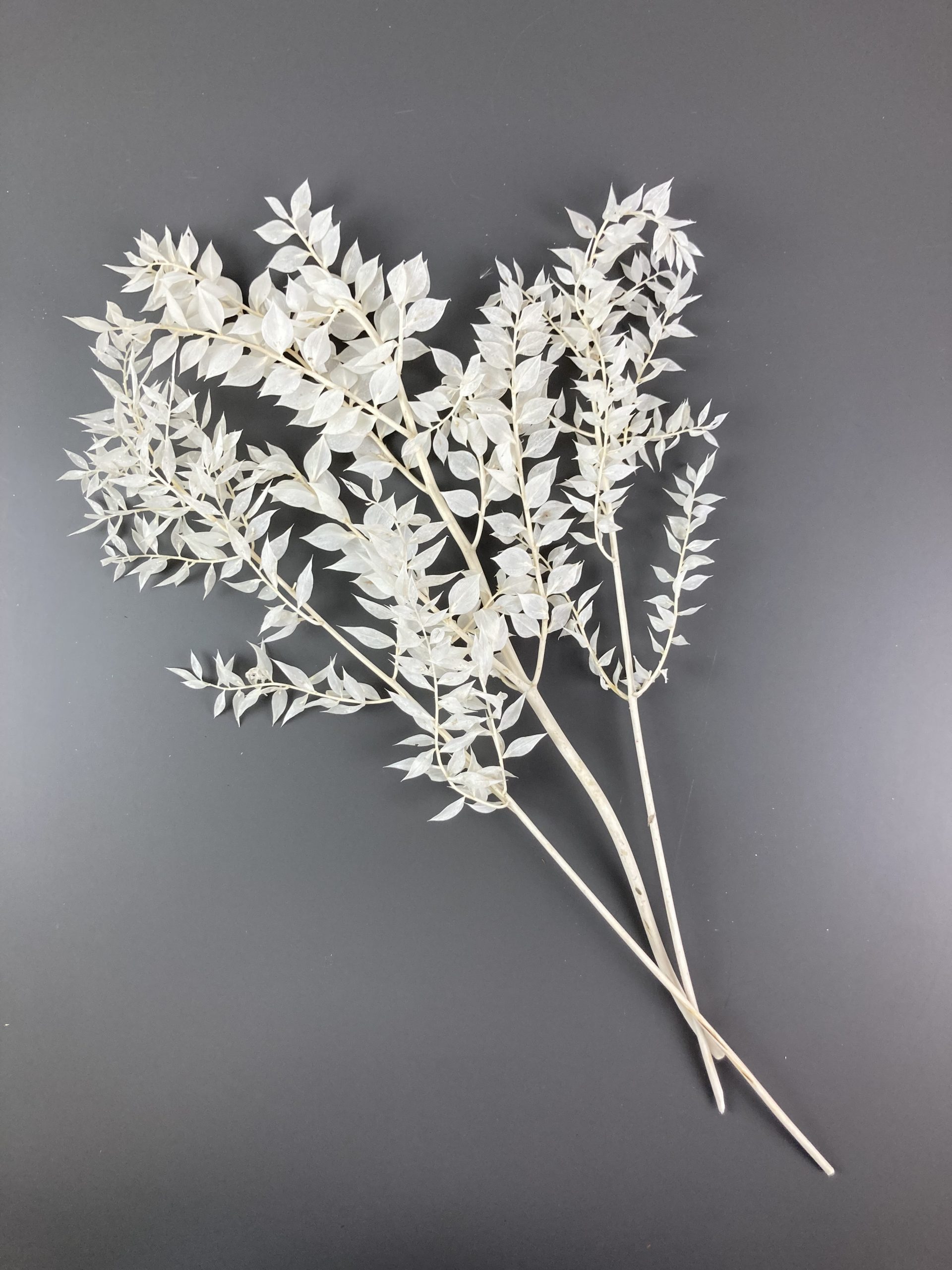 Ruscus getrocknet, Mäusedorn, weiß | – Bild 2