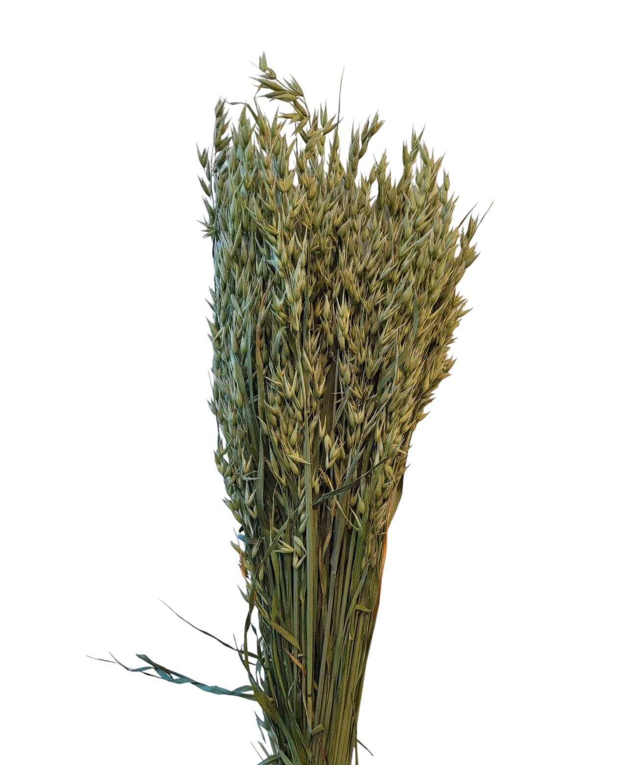 Natur Hafer getrocknet