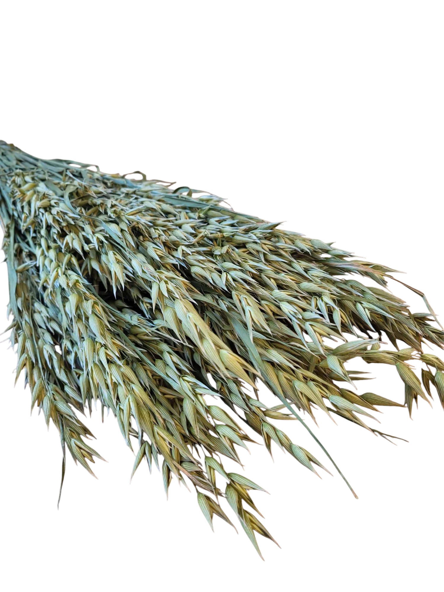 Hafer-Avena getrocknet (natürlicher Wildhafer ) 30 Stiele, neue Ernte – Bild 3