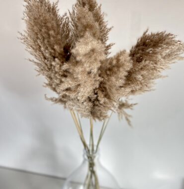 Pampasgras getrocknet, Naturfarben, fluffy 3 Stiele