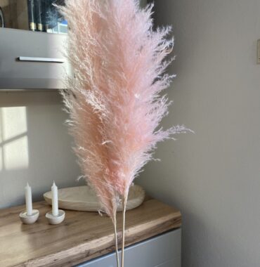 Pampasgras rosa XL flully, getrocknet, Boho style