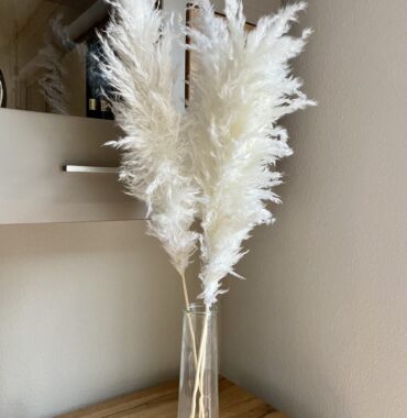 Pampasgras getrocknet weiß, extra fluffy, 3 Stiele