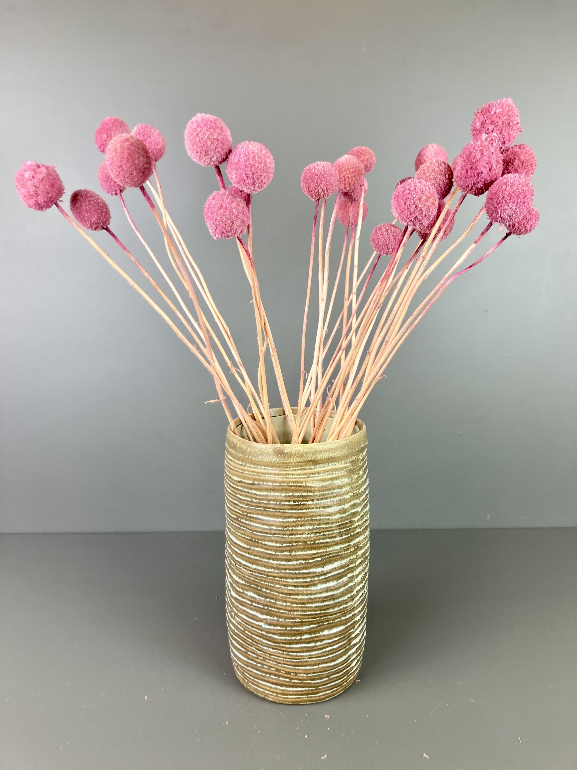 Craspedia rosa/pink | getrocknet, Trommelstock – Bild 3