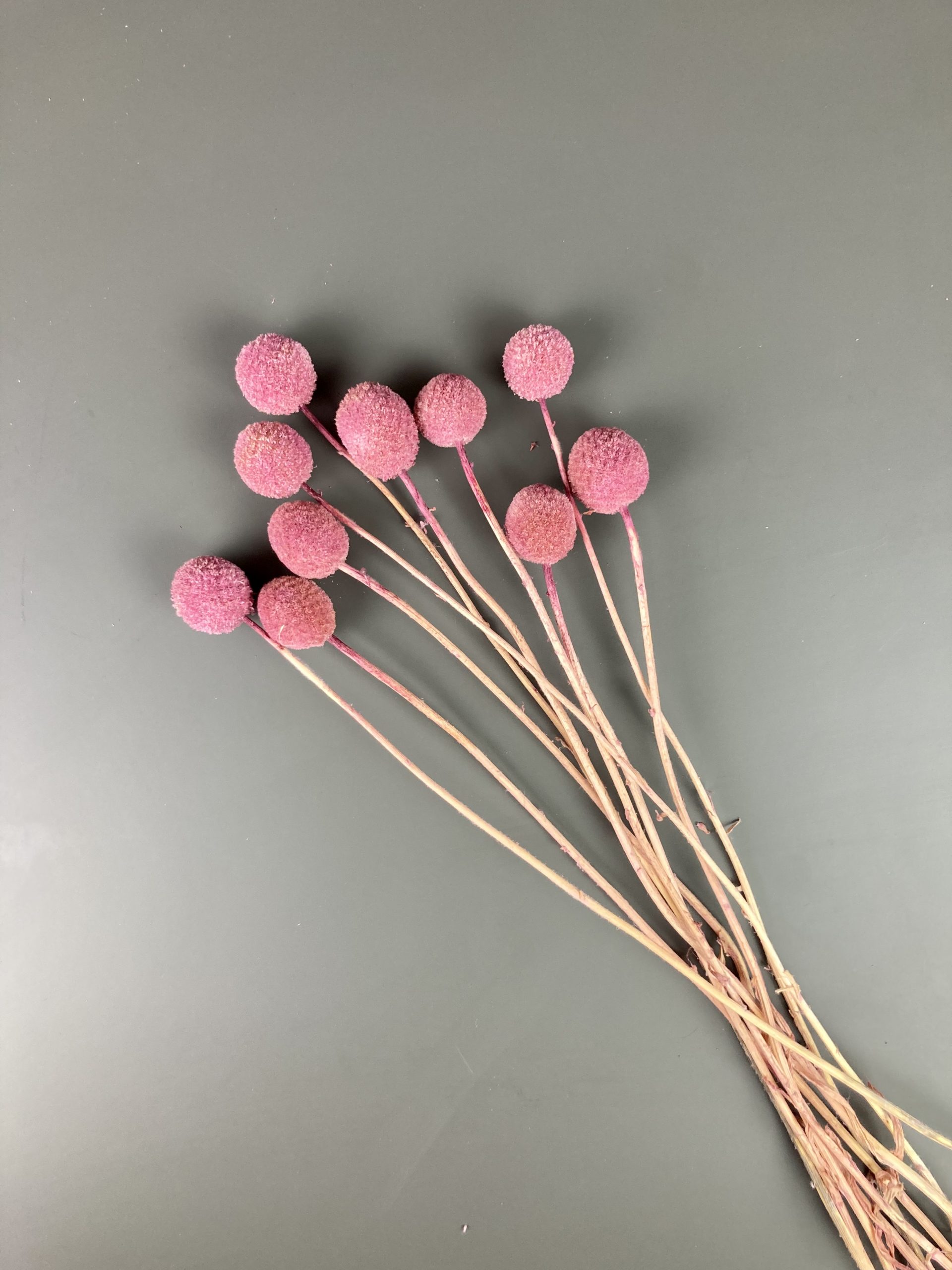 Craspedia rosa/pink | getrocknet, Trommelstock – Bild 4