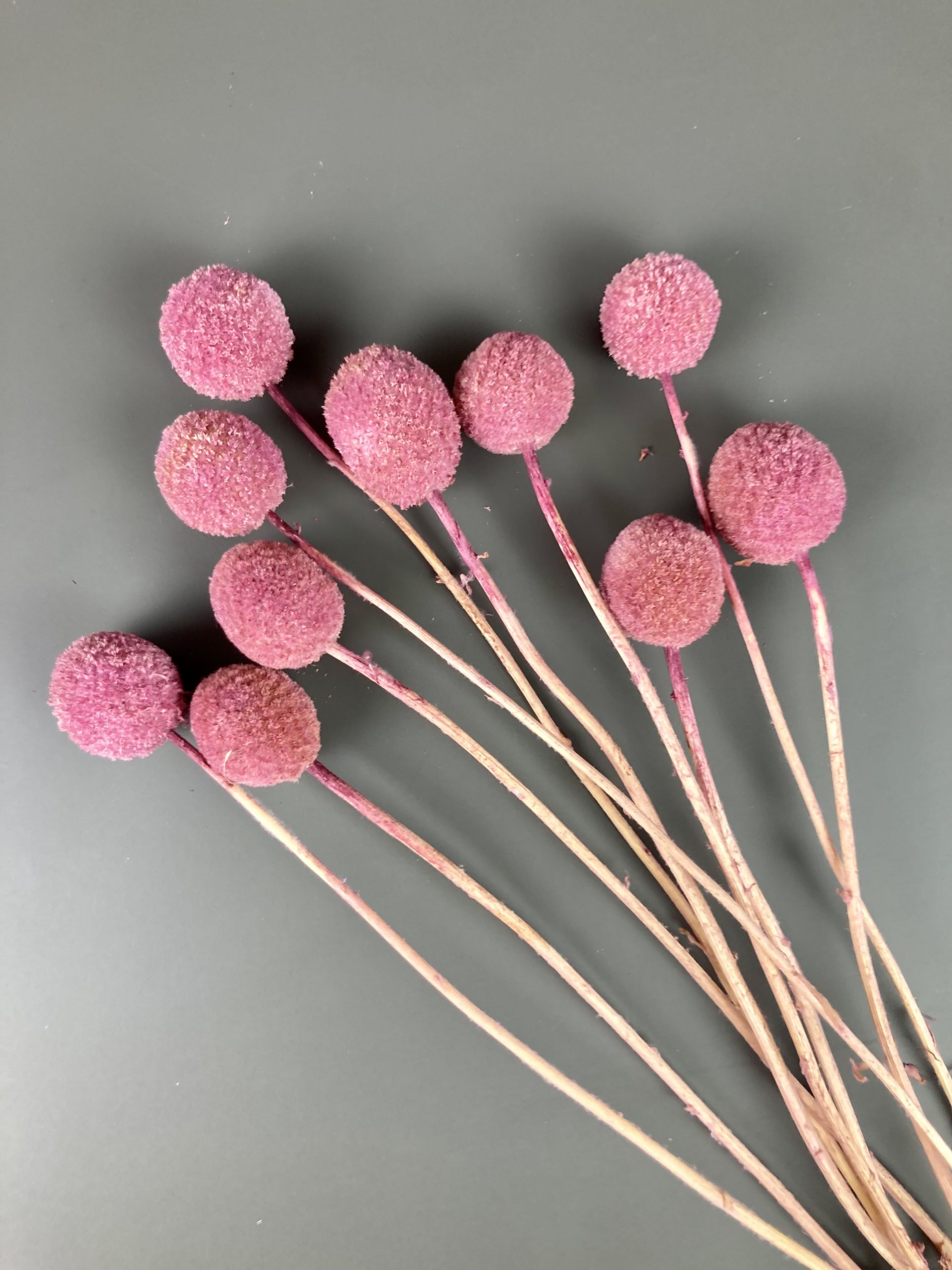 Craspedia rosa/pink | getrocknet, Trommelstock – Bild 2