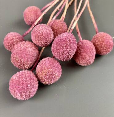 Craspedia rosa/pink | getrocknet, Trommelstock