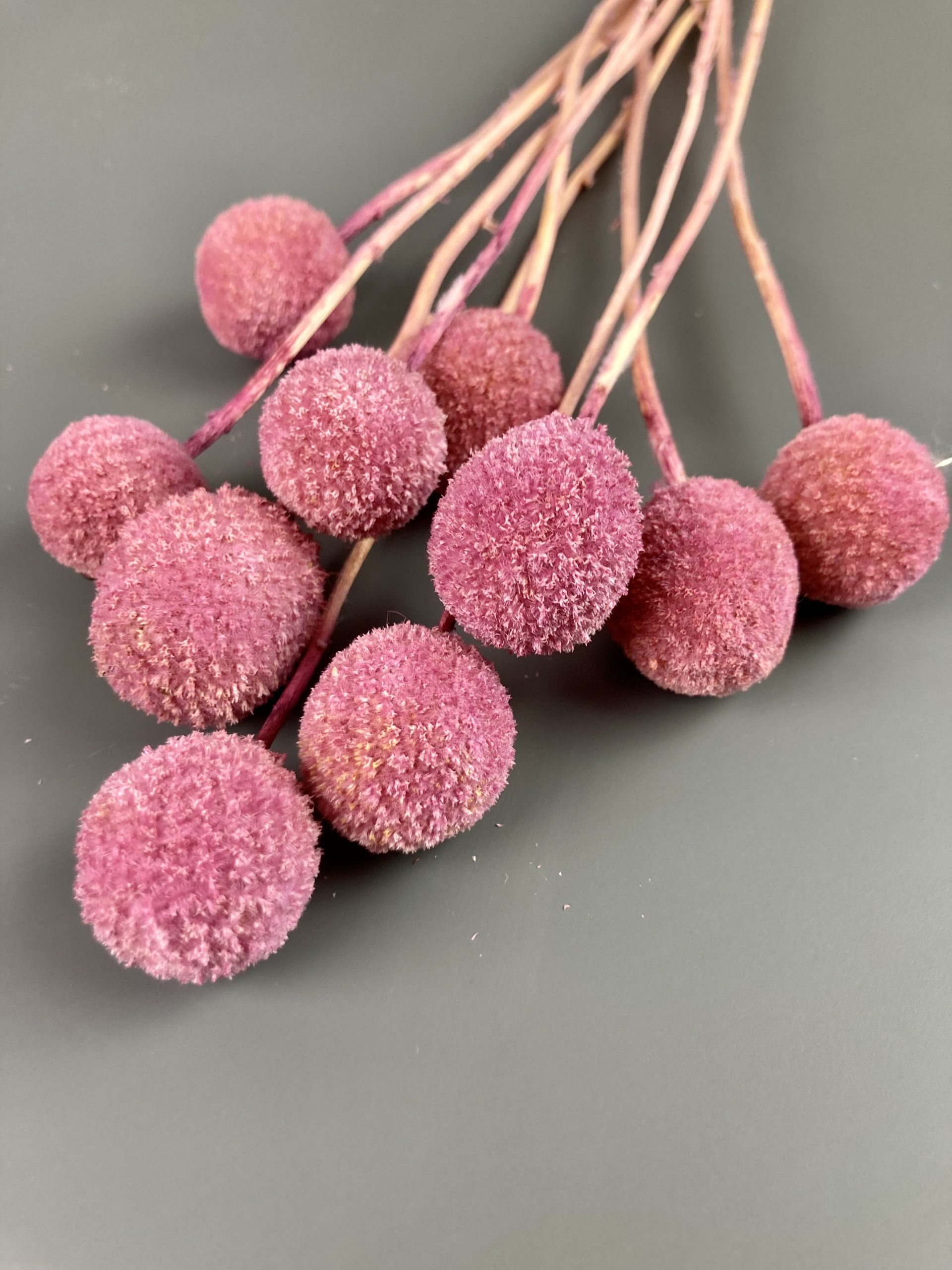 Craspedia rosa/pink | getrocknet, Trommelstock