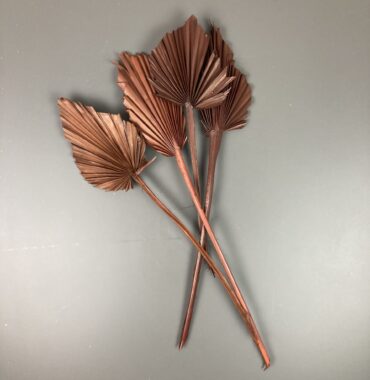 Palmspeer braun, getrocknet, 3 Stiele