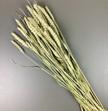 Weizen, getrocknet natur, 30 Stiele