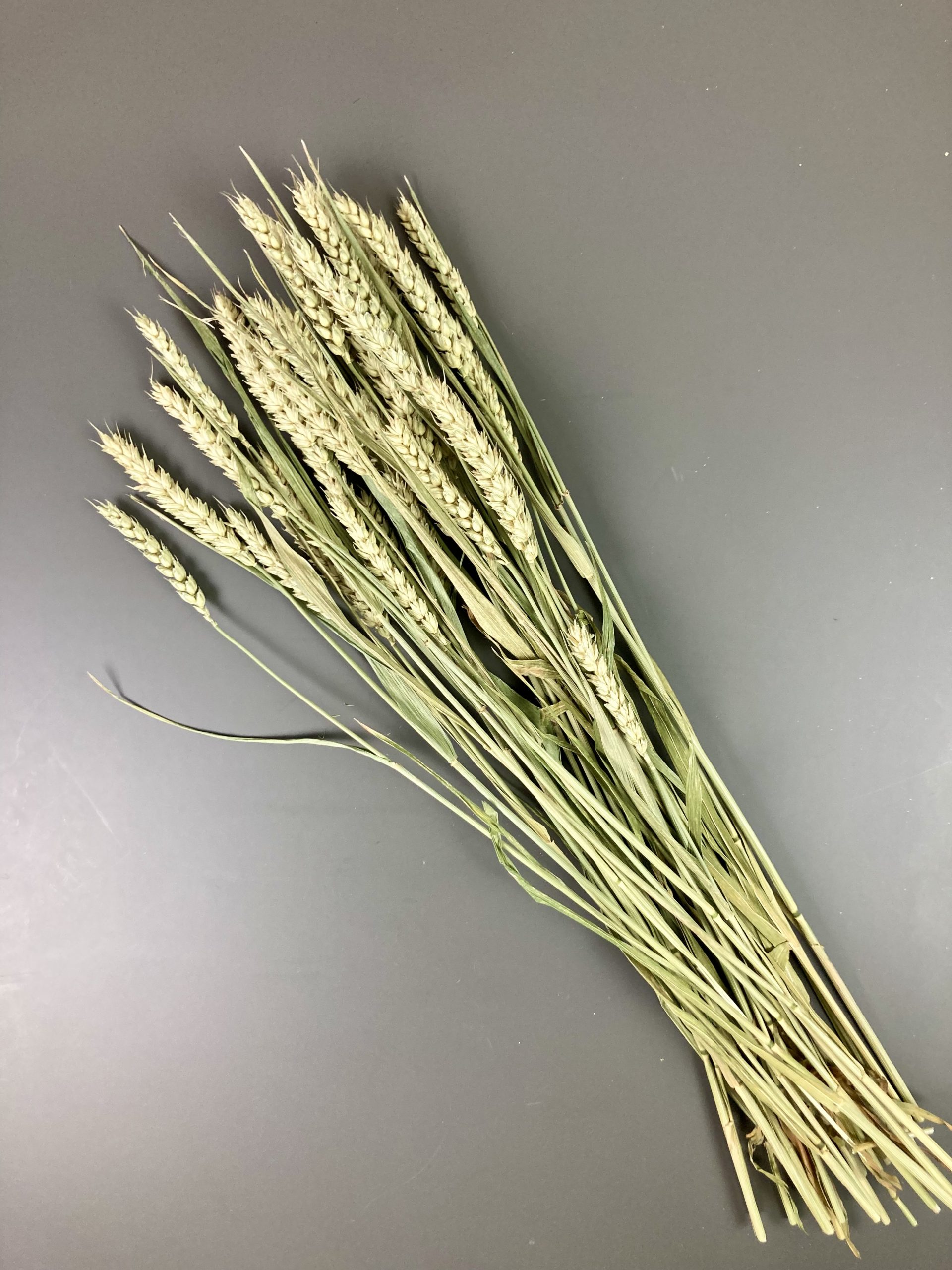 Weizen, getrocknet natur, 30 Stiele