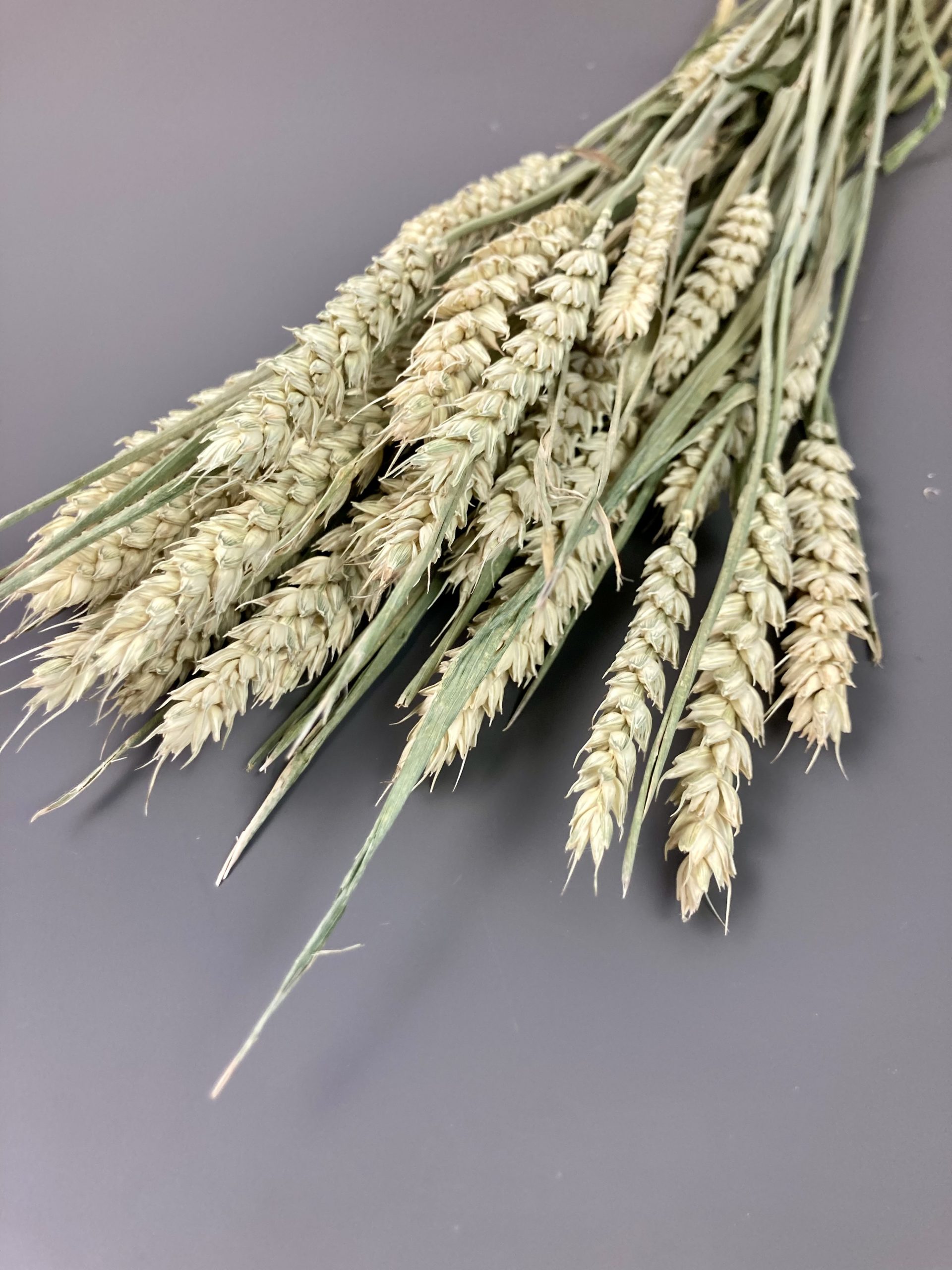 Weizen, getrocknet natur, 30 Stiele – Bild 2