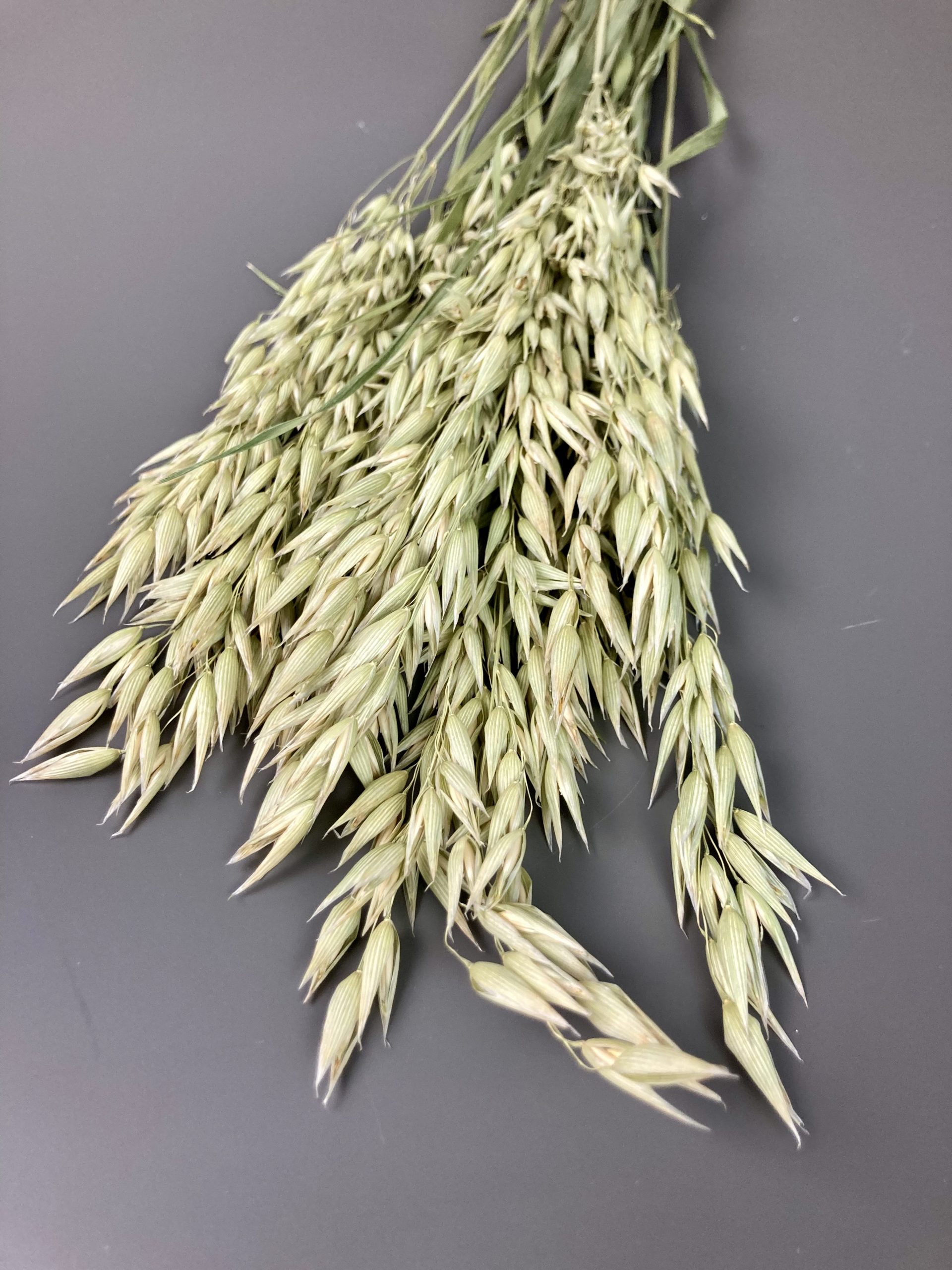 Hafer-Avena getrocknet (natürlicher Wildhafer ) 30 Stiele, neue Ernte – Bild 4