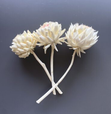 Artischocken getrocknet - Cynara, weiß, Trockenblumen, große Blüte, exklusiv