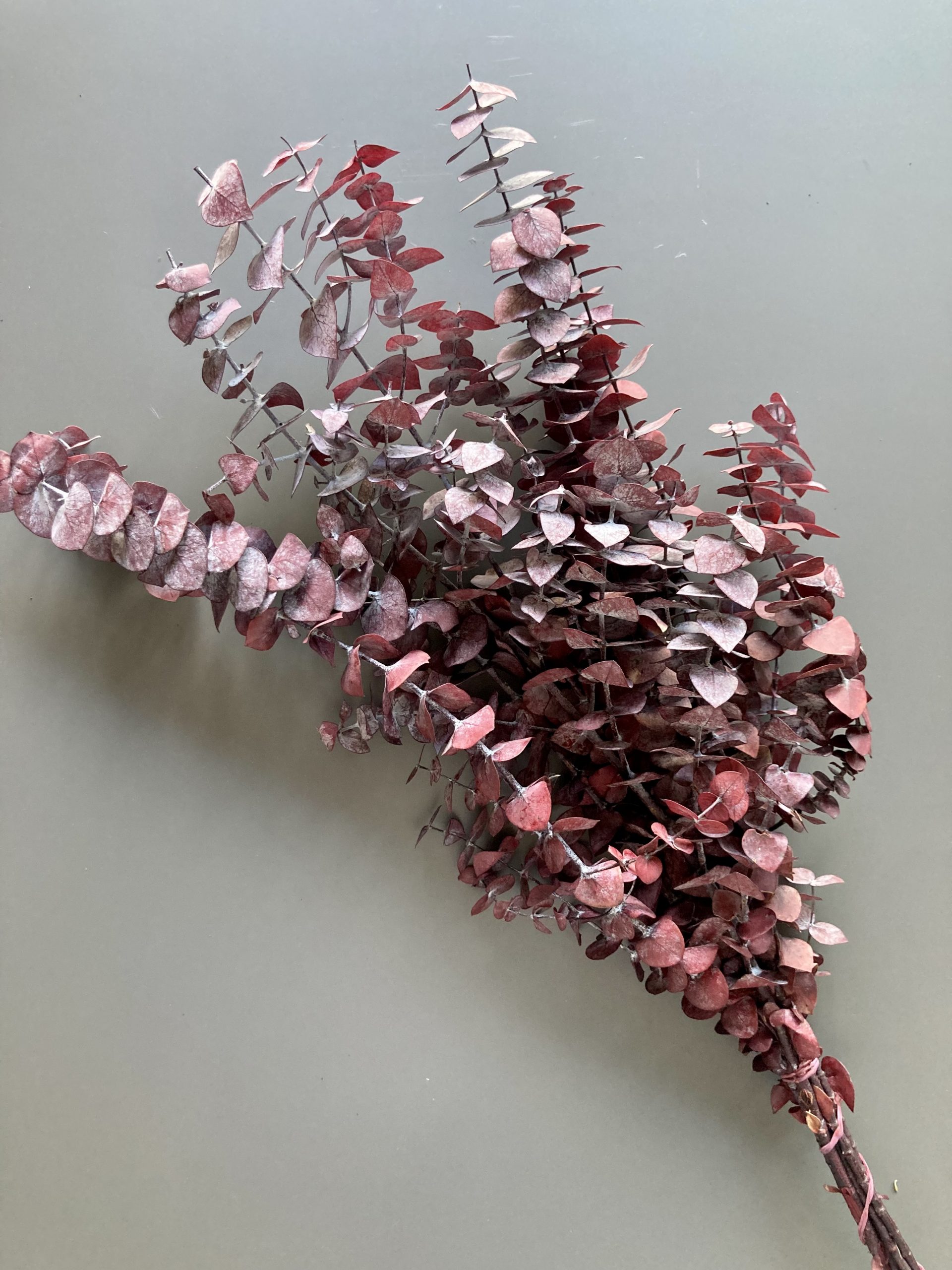 Natural Dried Baby Eucalyptus - preserved red/green - Image 2