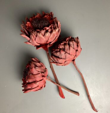 Artischocken getrocknet - Cynara, rot, große Blüte, Exotisch