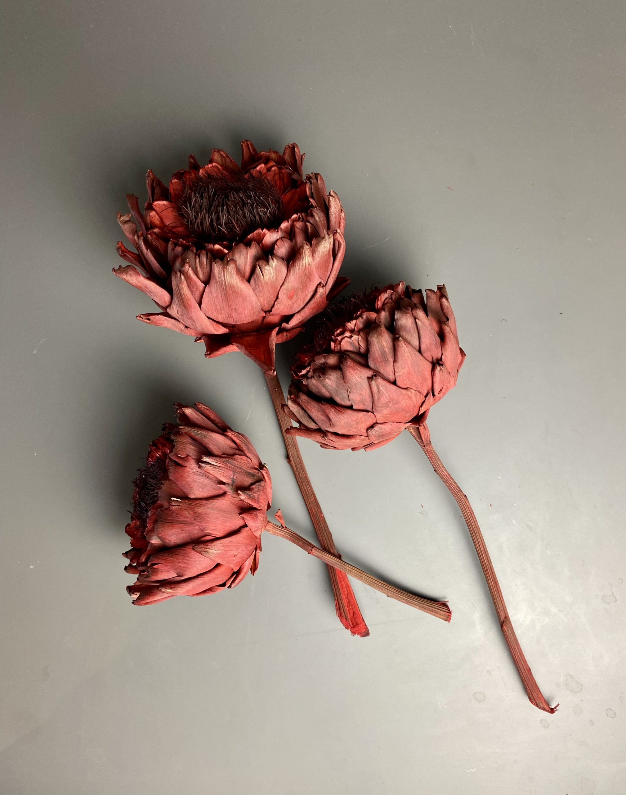 Artischocken getrocknet - Cynara, rot, große Blüte, Exotisch