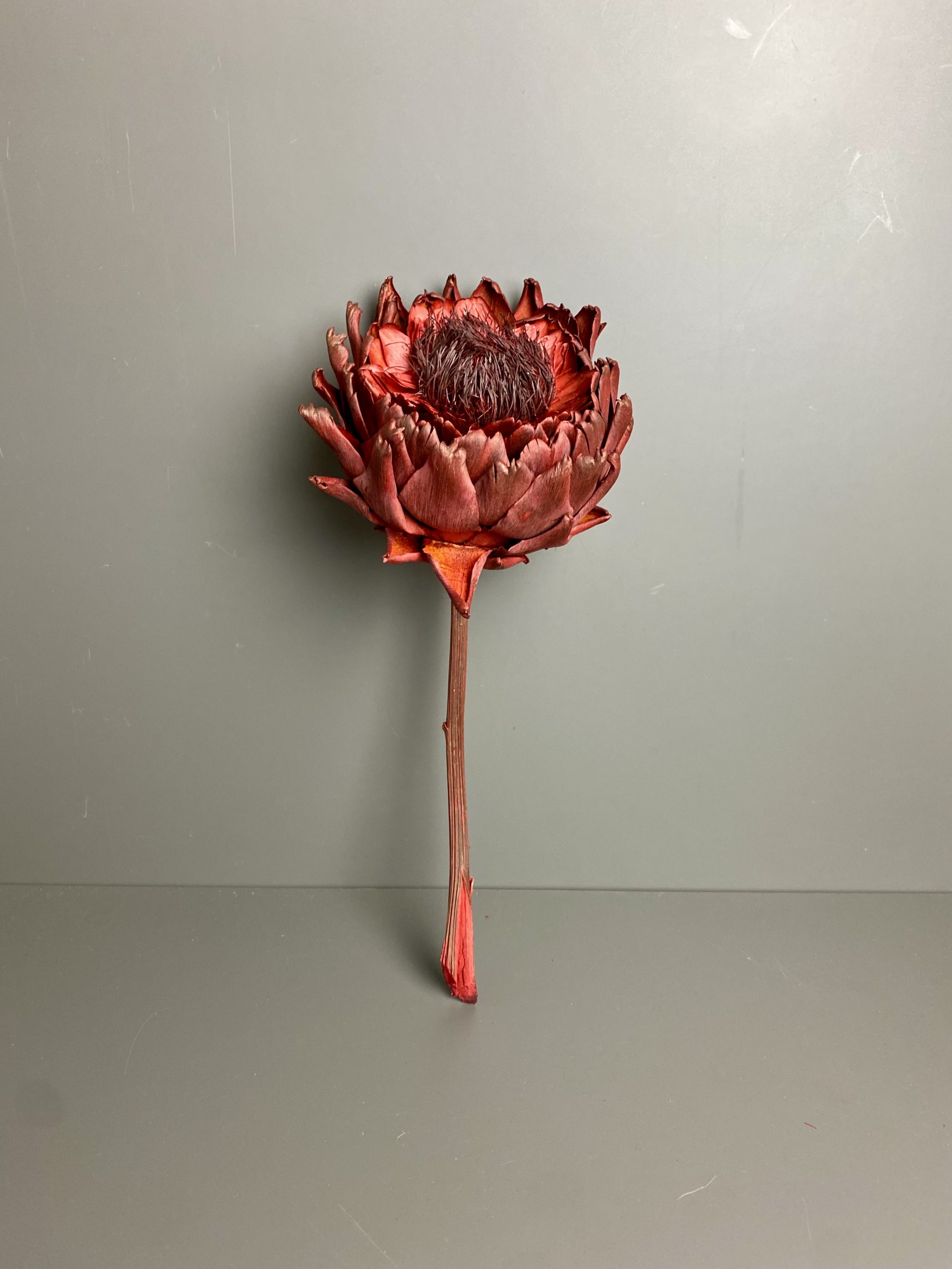 Artischocken getrocknet - Cynara, rot, große Blüte, Exotisch – Bild 4