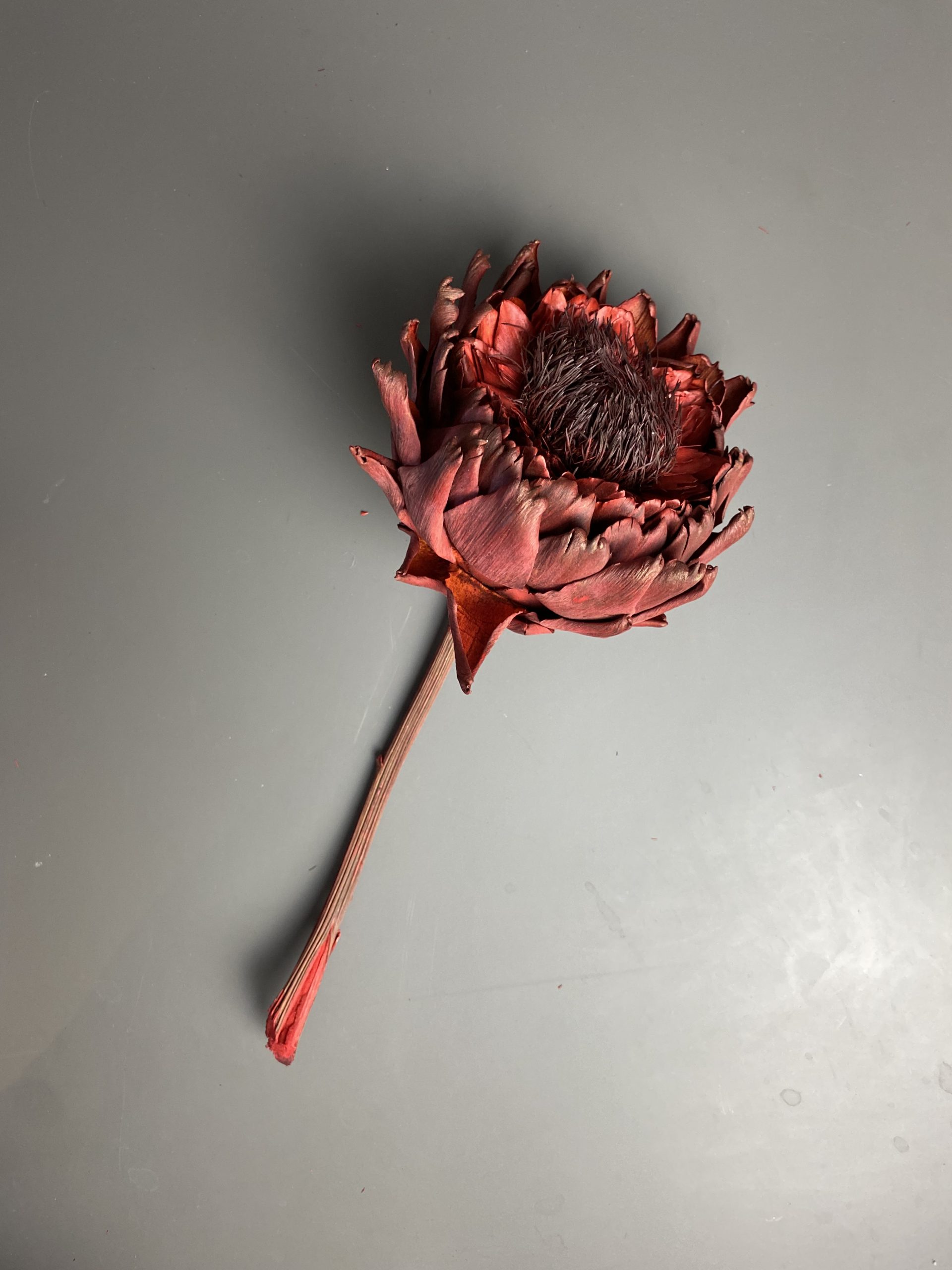 Artischocken getrocknet - Cynara, rot, große Blüte, Exotisch – Bild 3