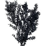 Trockenblumen schwarz