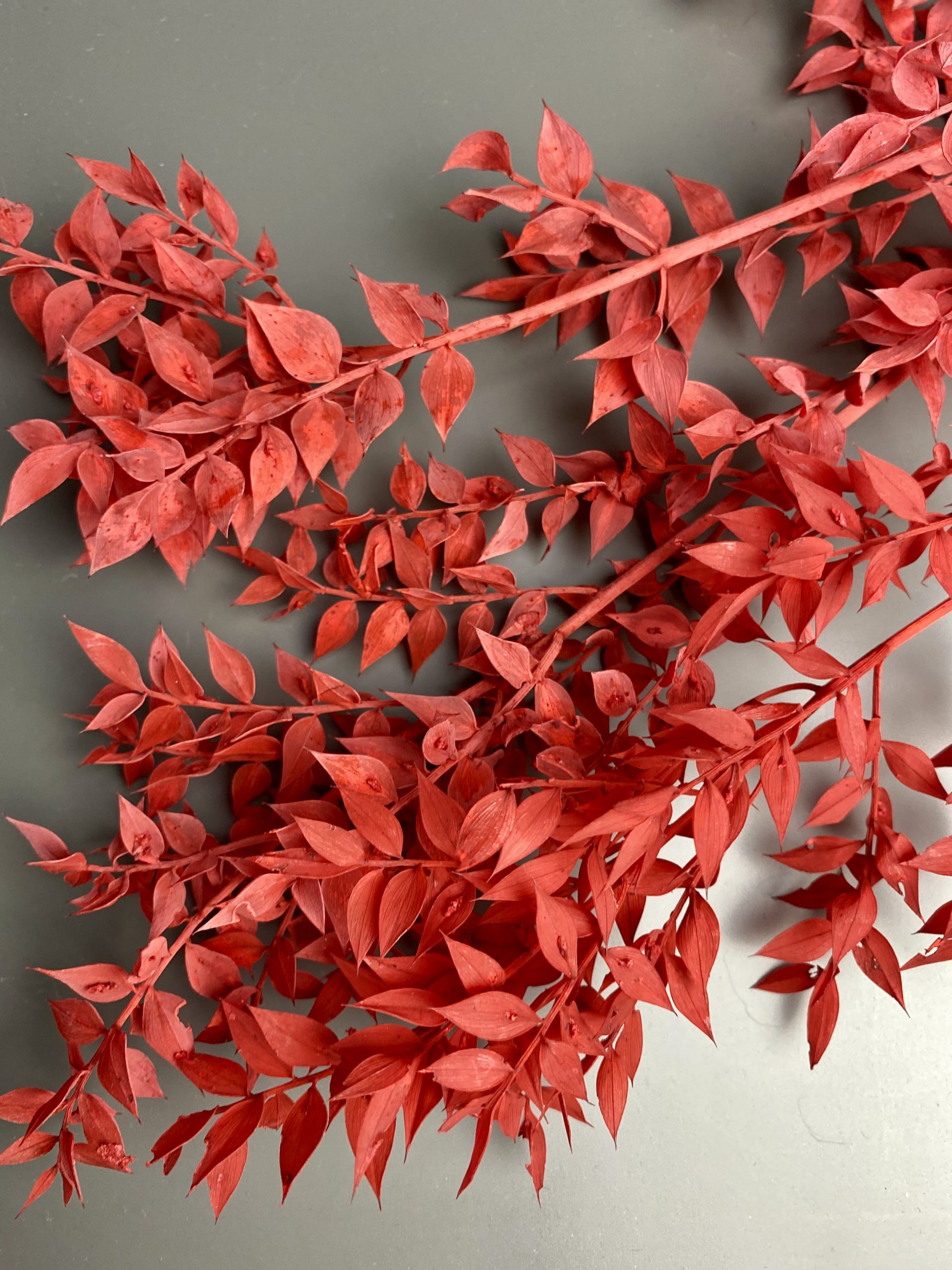 Ruscus getrocknet, rot getrocknet - Mäusedorn - 3 Stiele – Bild 2