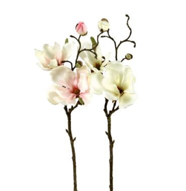 Magnolienzweig, kurzstielig