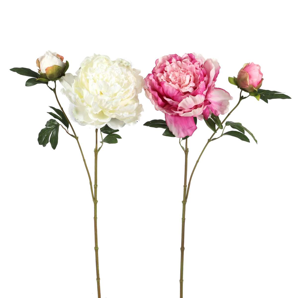 Pfingstrosen, große Blüte