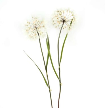 Große Pusteblume, creme weiß