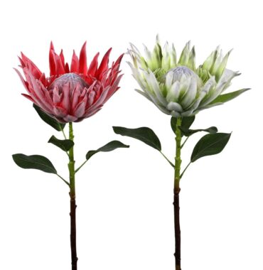 Protee, große Blüte