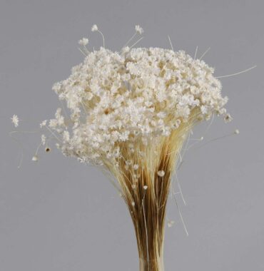 Glixia / Marcela, getrocknete Blumen