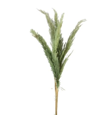 Pampasgras mintgrün, getrocknet, Cortaderia, 100cm