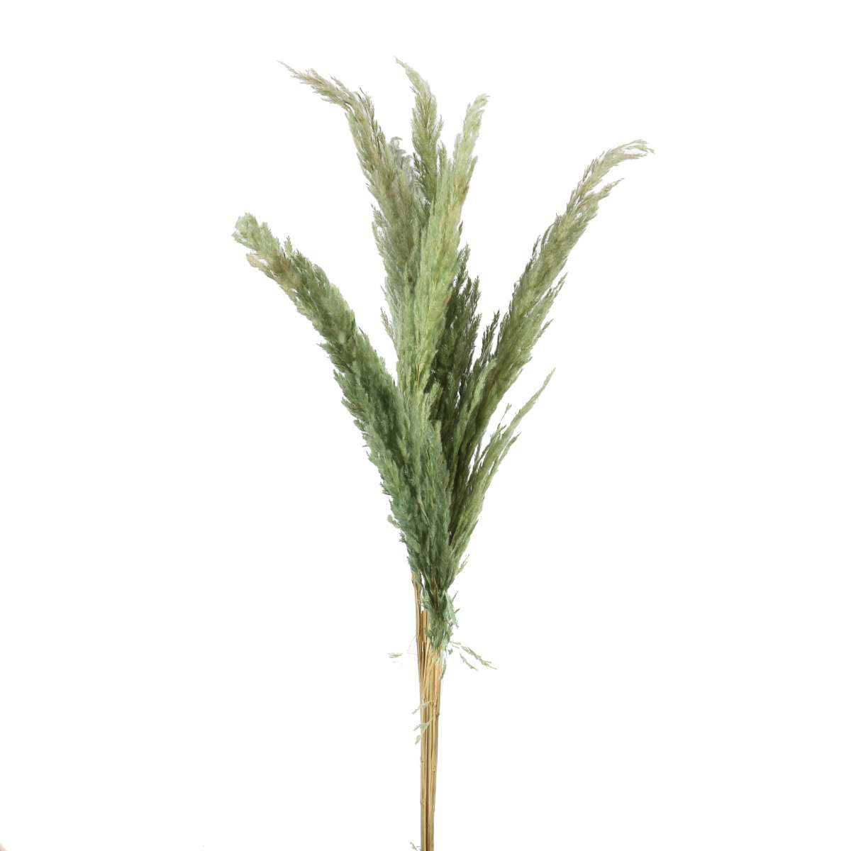 Pampasgras mintgrün, getrocknet, Cortaderia, 100cm