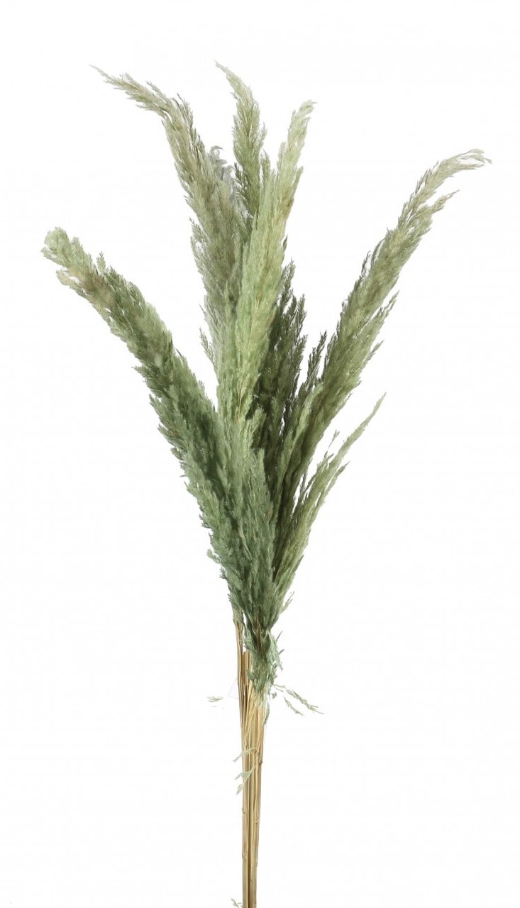 Pampasgras mintgrün, getrocknet, Cortaderia, 100cm – Bild 2