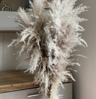 Pampasgras getrocknet Naturell, extra fluffig, Boho, lange Puschel