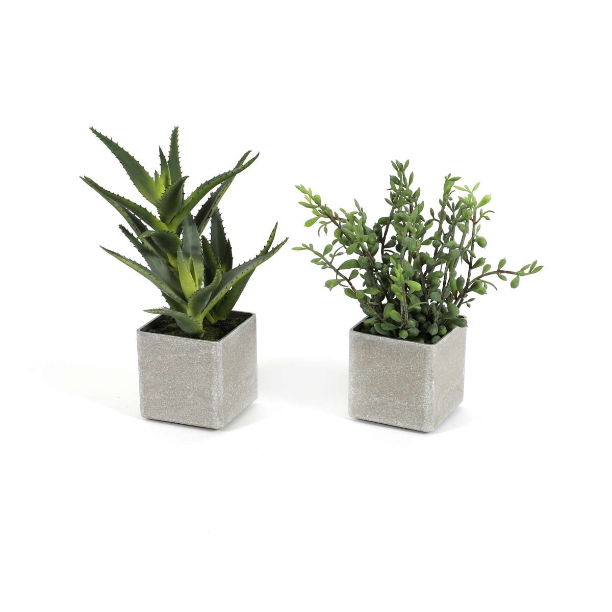 Aloe / Crassula getopft, grün