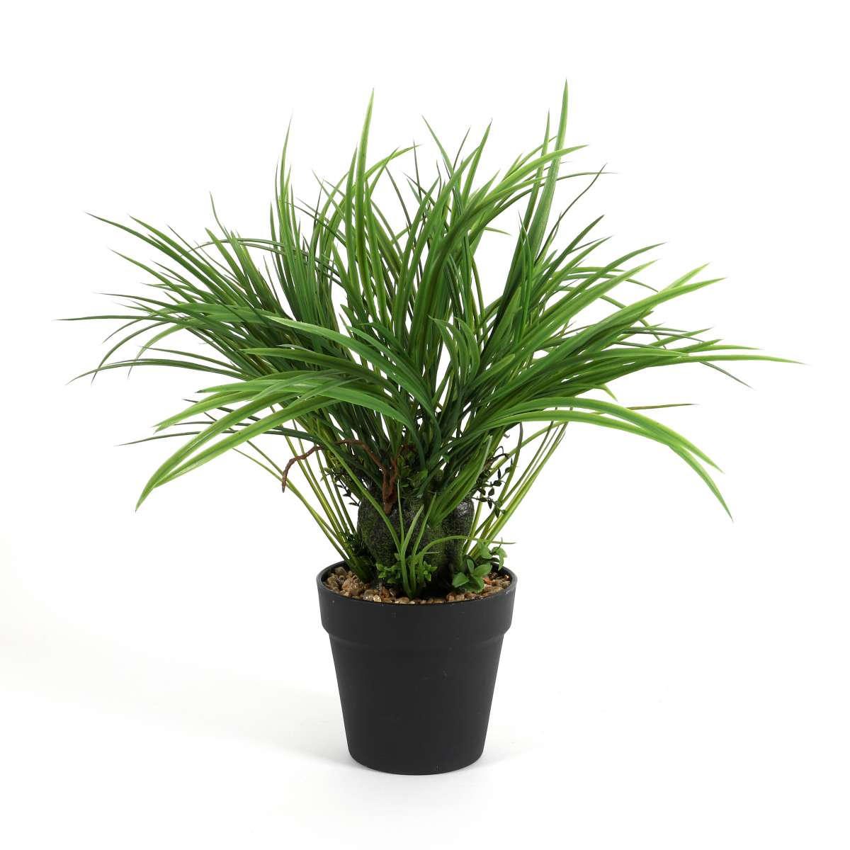 Acorus calamus, getopft, grün