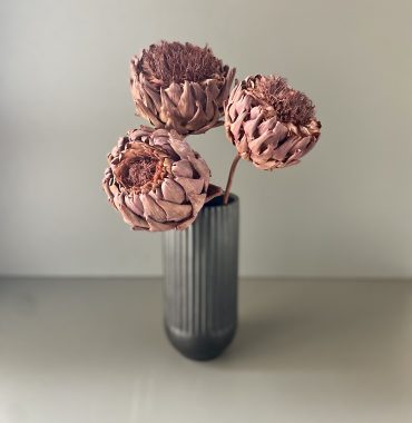 Artischocken getrocknet - Cynara, berry, Blüte