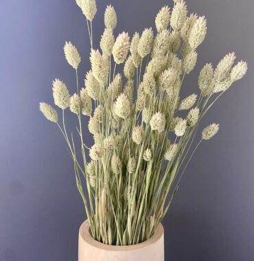 Getrockneter Phalaris natur - Getrocknete Gräser - Trockenblumen