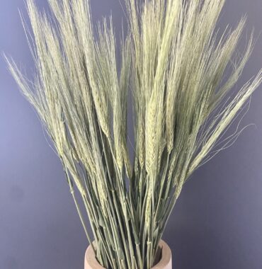 Getrocknete Gerste natur